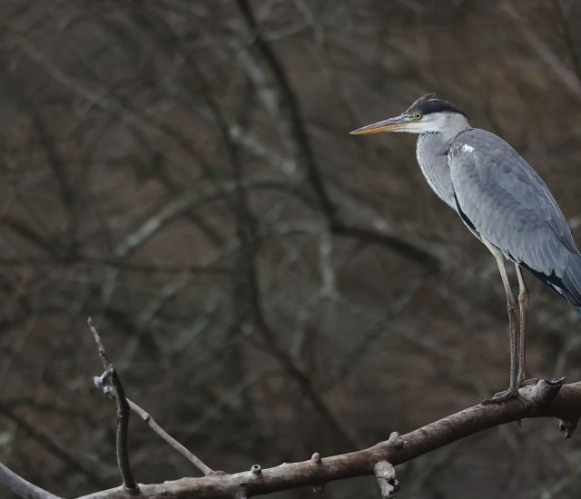 Photos animalières