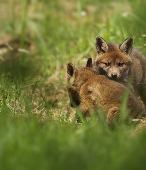 Photos animalières