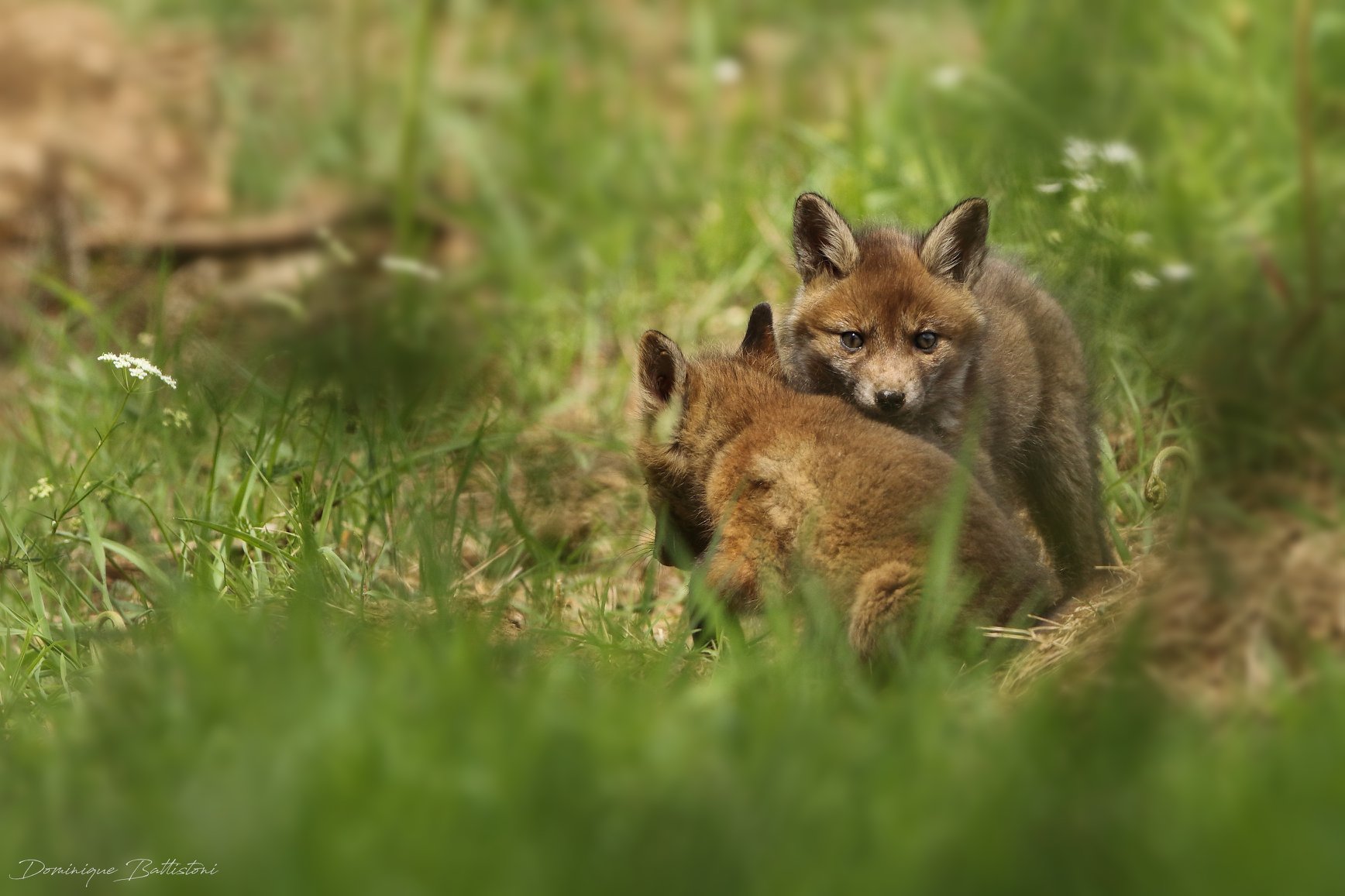Photos animalières