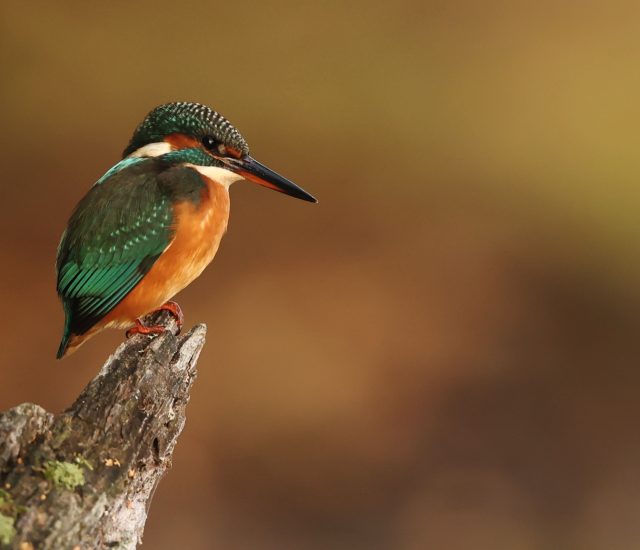 Photos animalières