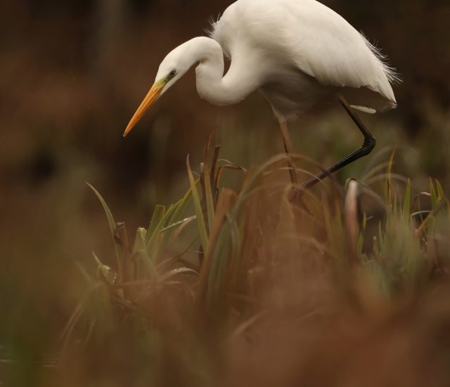 Photos animalières