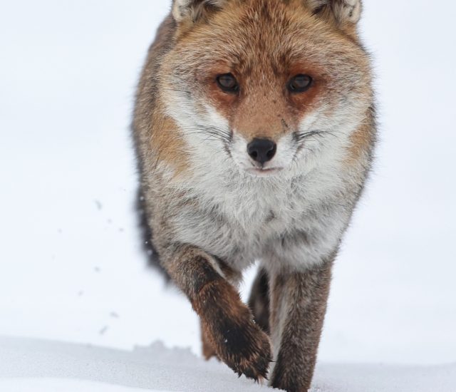 Photos animalières