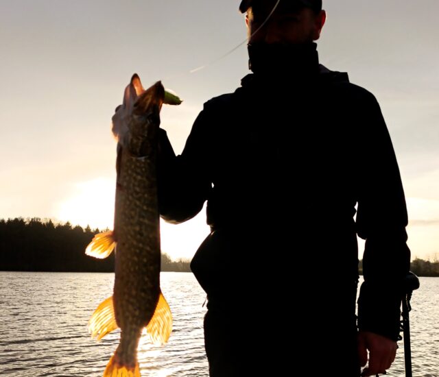 La pêche des brochets, et autres carnassiers